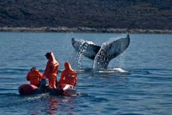 Humpback whale near Aassiat, Greenland. Photo Helga Lylia