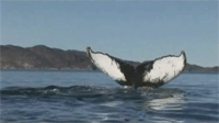 Baleines dans Eternity Fjord